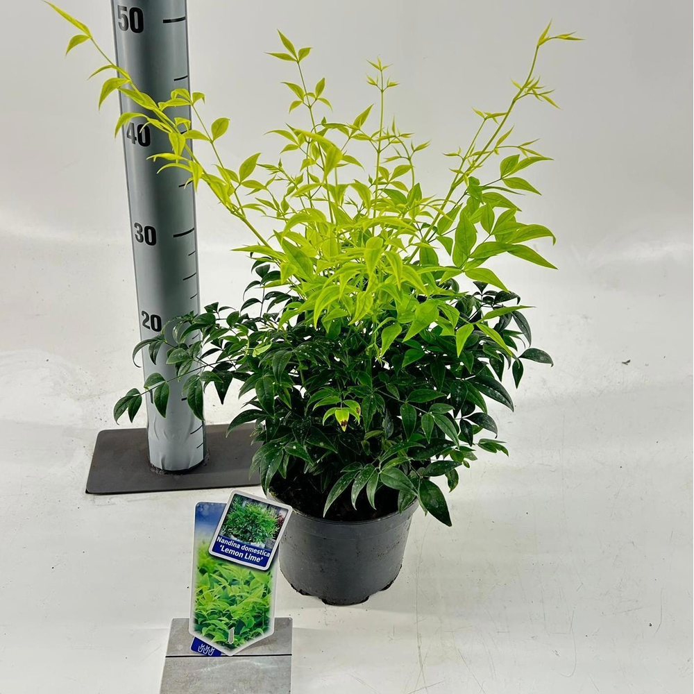 Nandina domestica Lemon & Lime ('Lemlim'PBR).