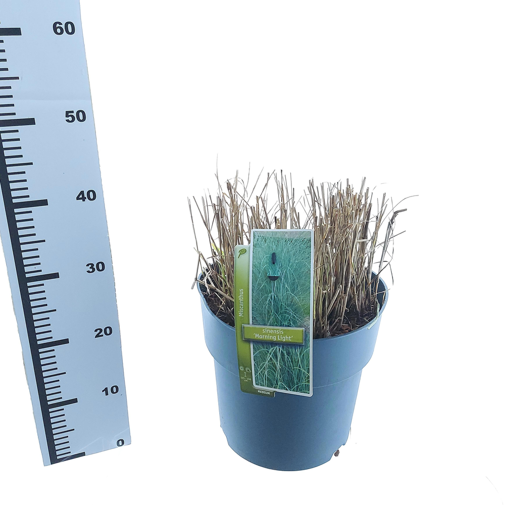 Miscanthus sin. 'Morning Light'.