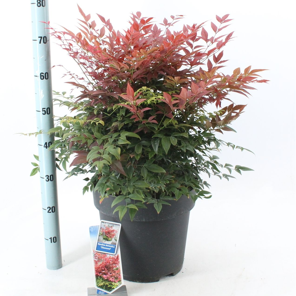 Nandina domestica Obsessed ('Seika'PBR).