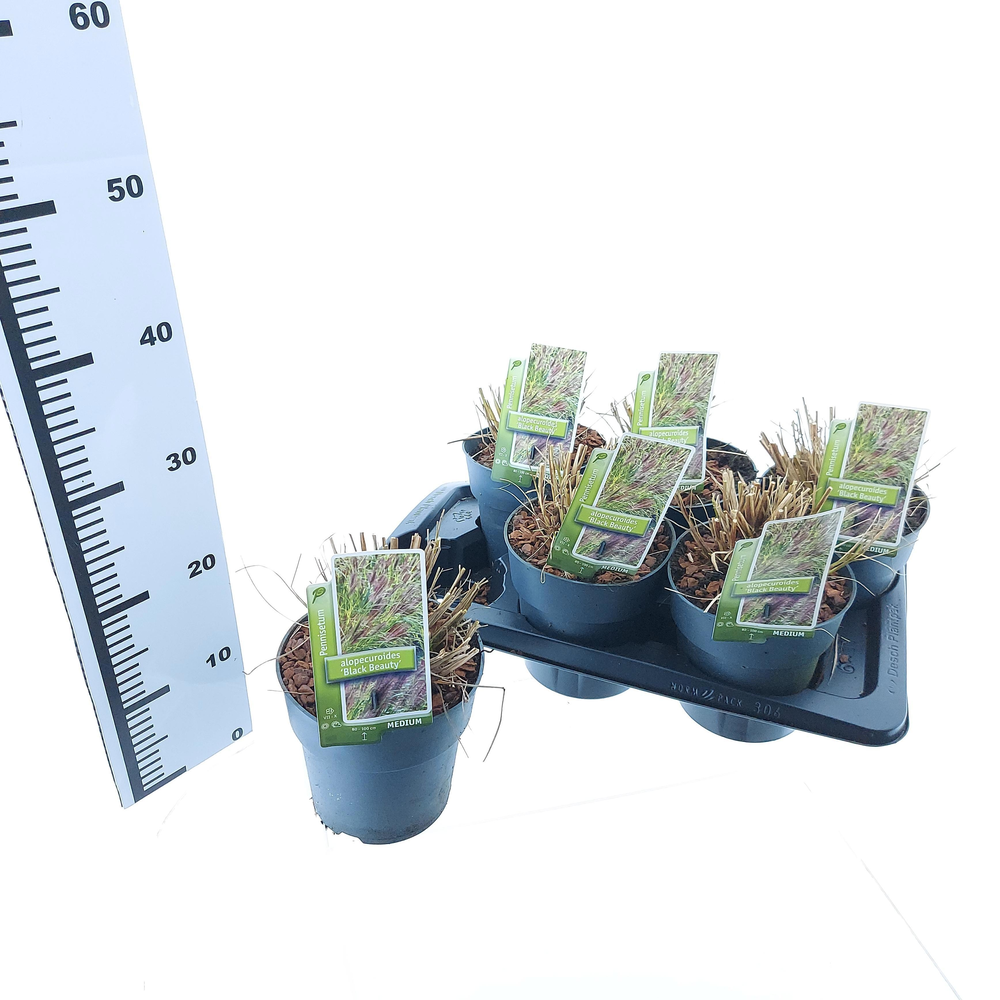 Pennisetum alopecuroides 'Black Beauty'.