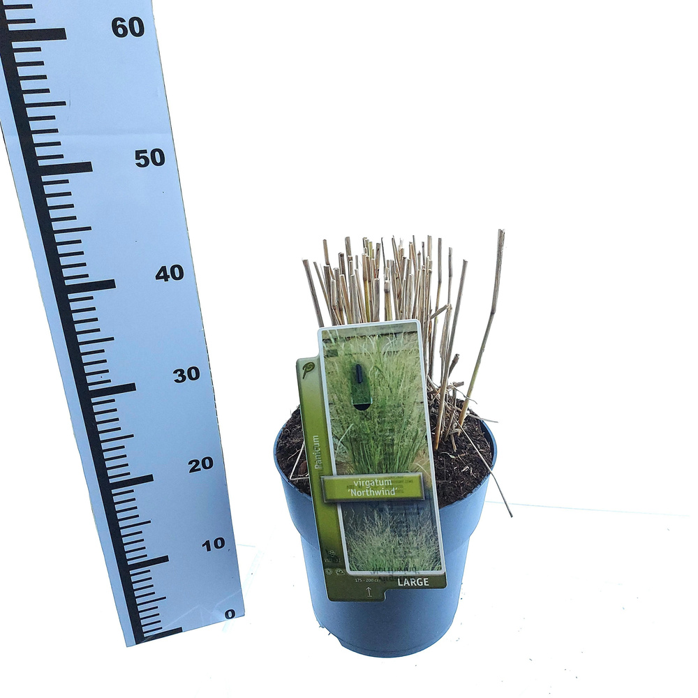 Panicum virgatum 'Northwind'.