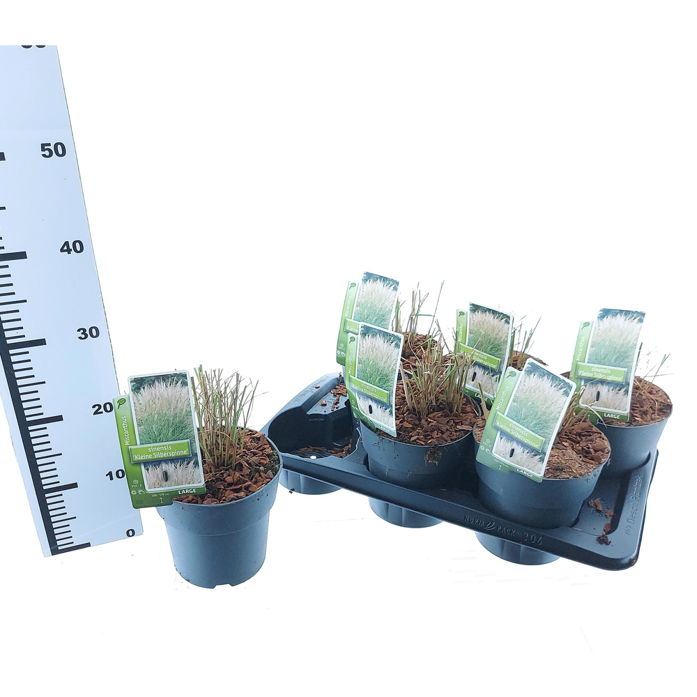 Miscanthus sin. 'Kleine Silberspinne'.