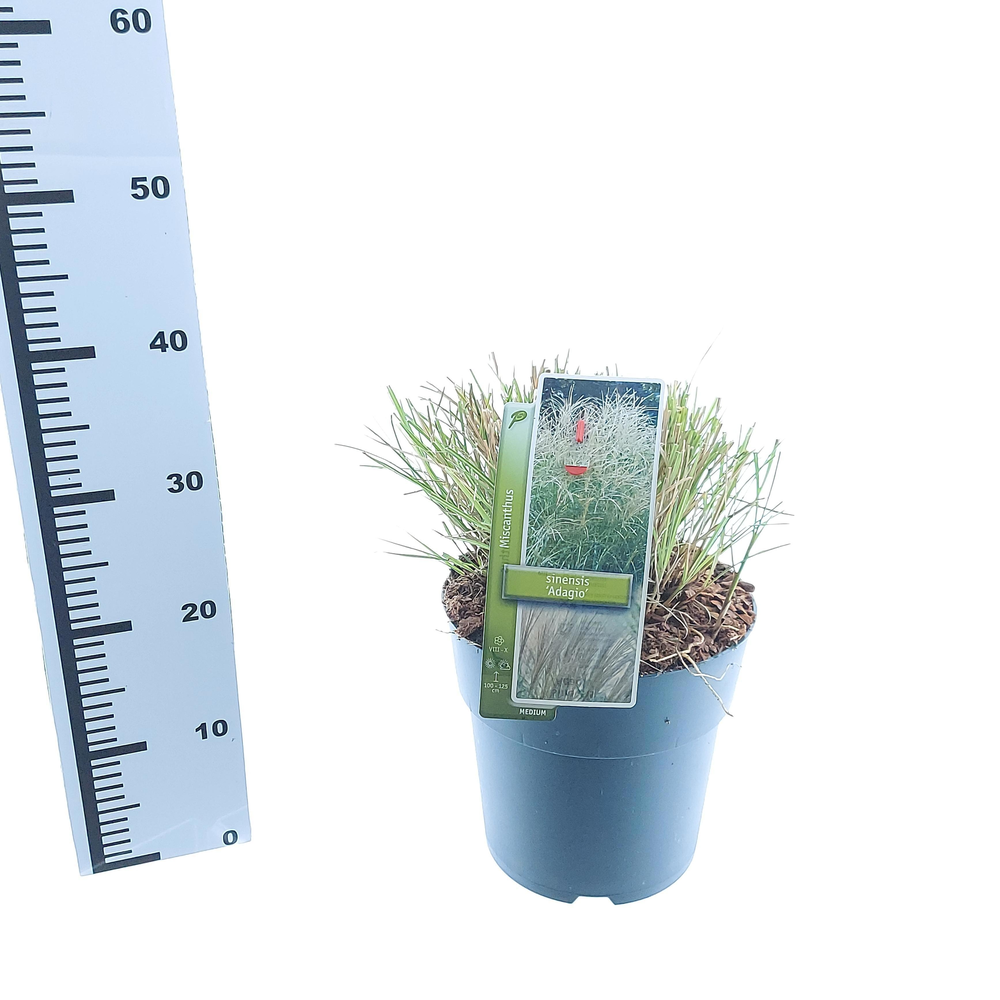 Miscanthus sin. 'Adagio'.