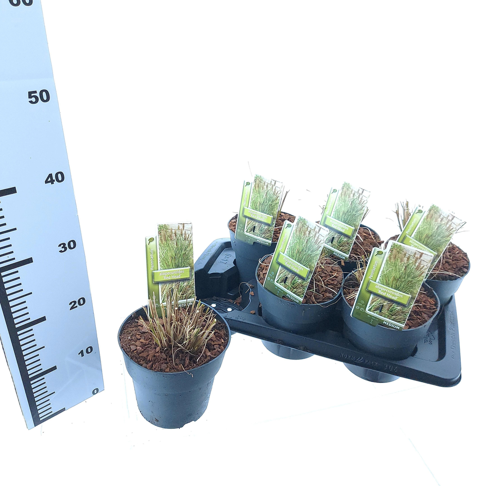 Pennisetum alopecuroides 'Red Head'.