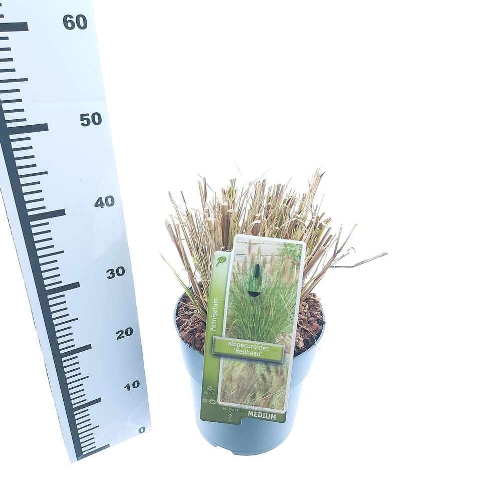 Pennisetum alopecuroides 'Red Head'.