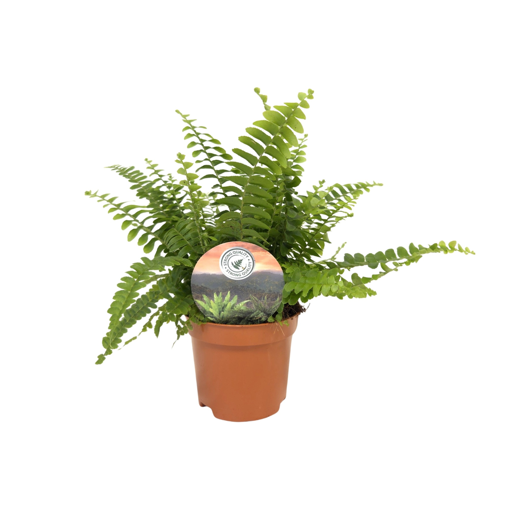 Nephrolepis Green Lady.