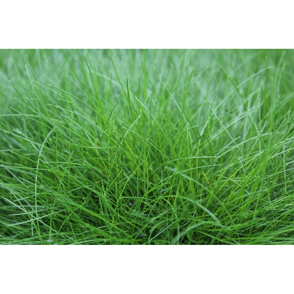 Festuca gautieri AmiGreen®.