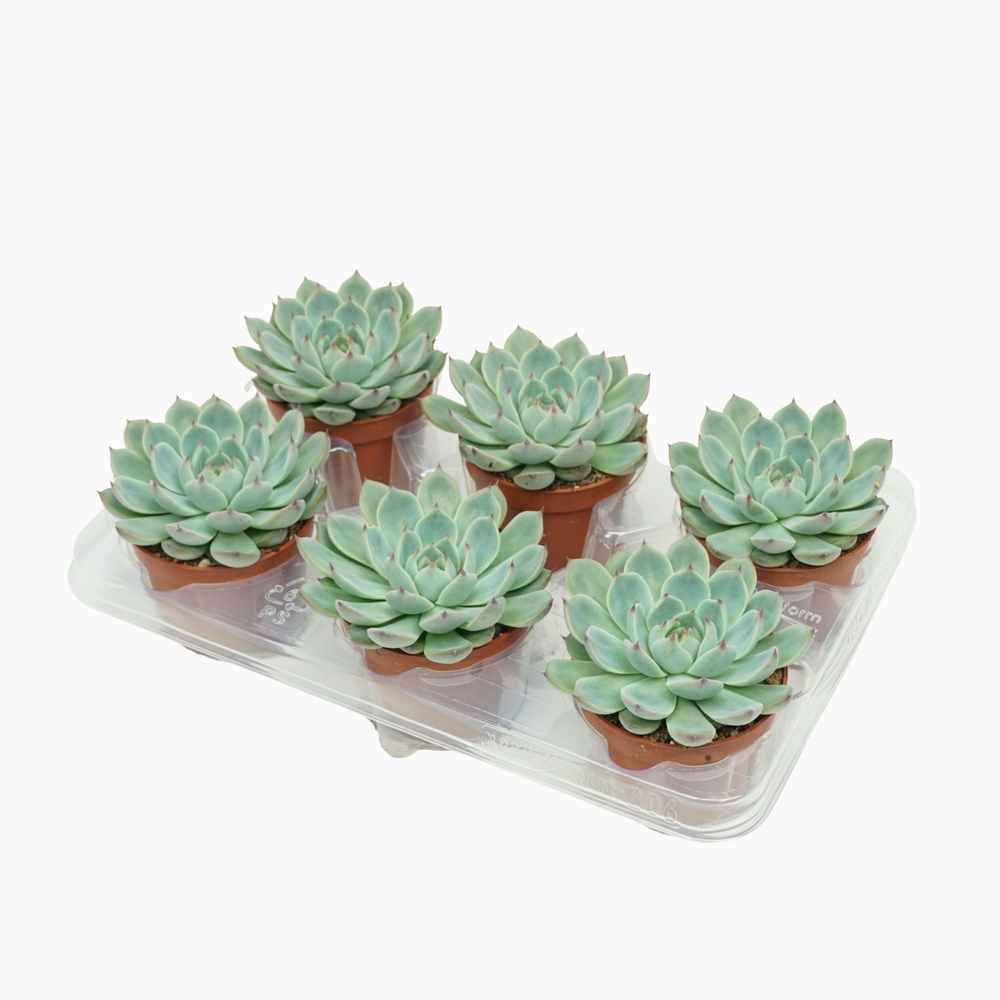 Echeveria parva lindsayana 10,5 cm.