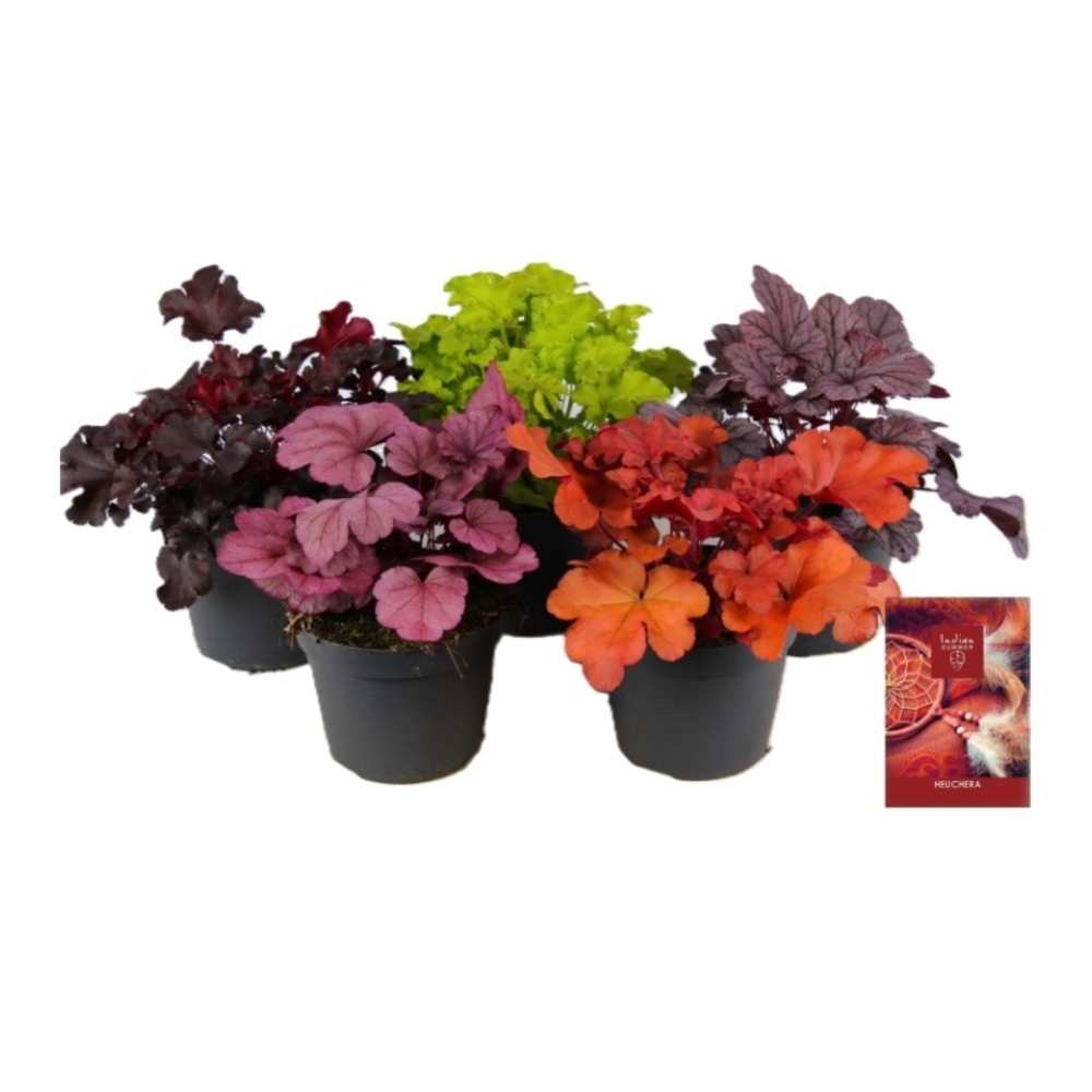 Heuchera Indian Summer mixlaag.