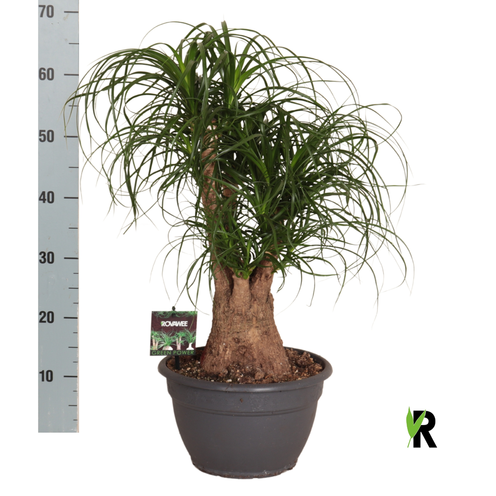 Beaucarnea rec. vertakt.