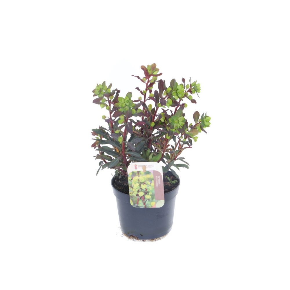 Euphorbia amyg. Purpurea.