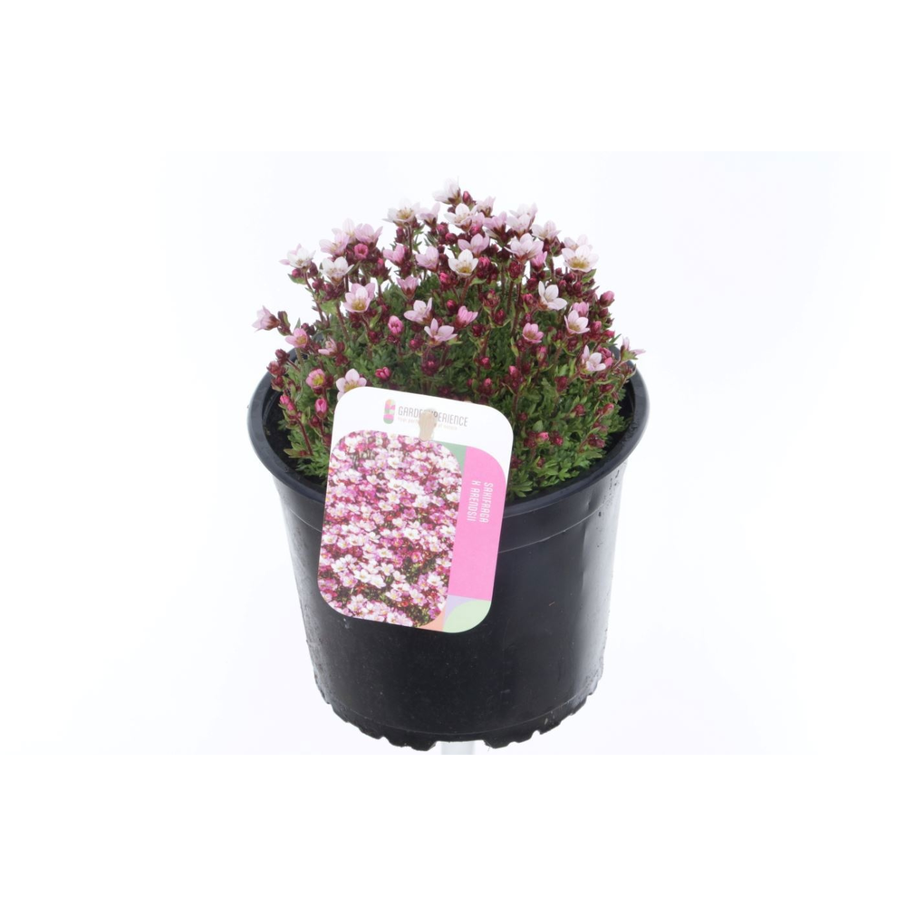Saxifraga Pixie.