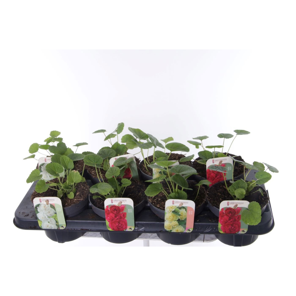 Alcea rosea Chart. Double Mix.