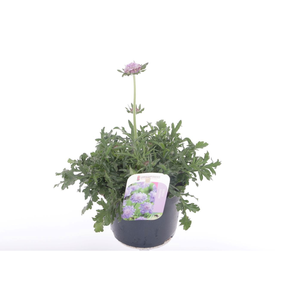 Scabiosa columbaria Butterfly Blue.