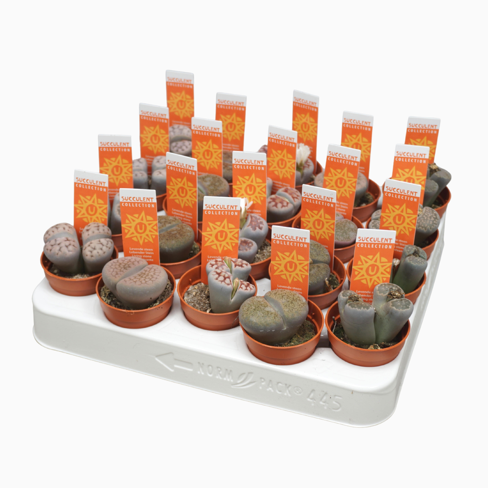 Levende stenen 5,5 cm lithops leslei met etiket.