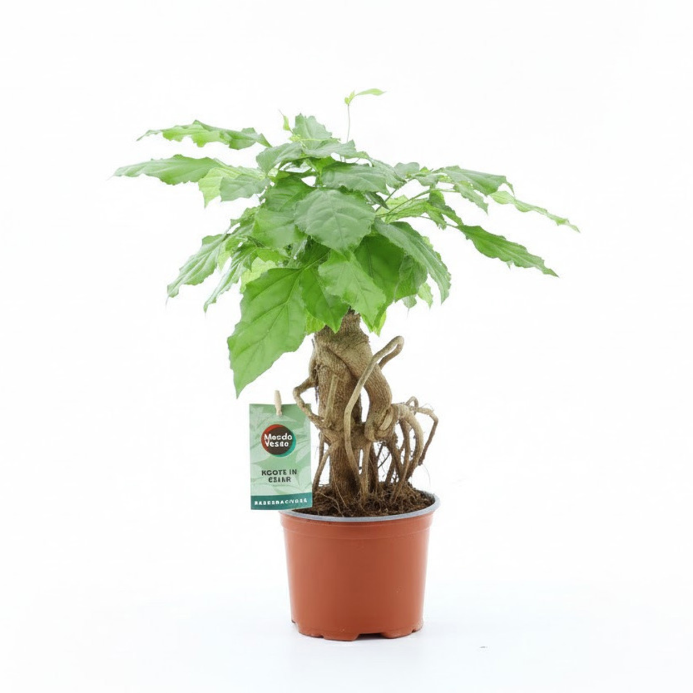 Radermachera Bonsai.