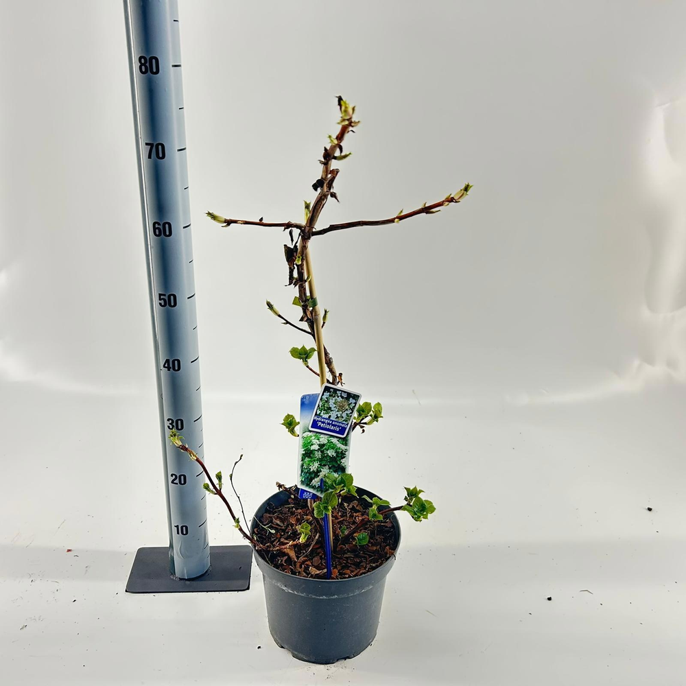 Hydrangea anomala petiolaris --gestokt 60 cm.