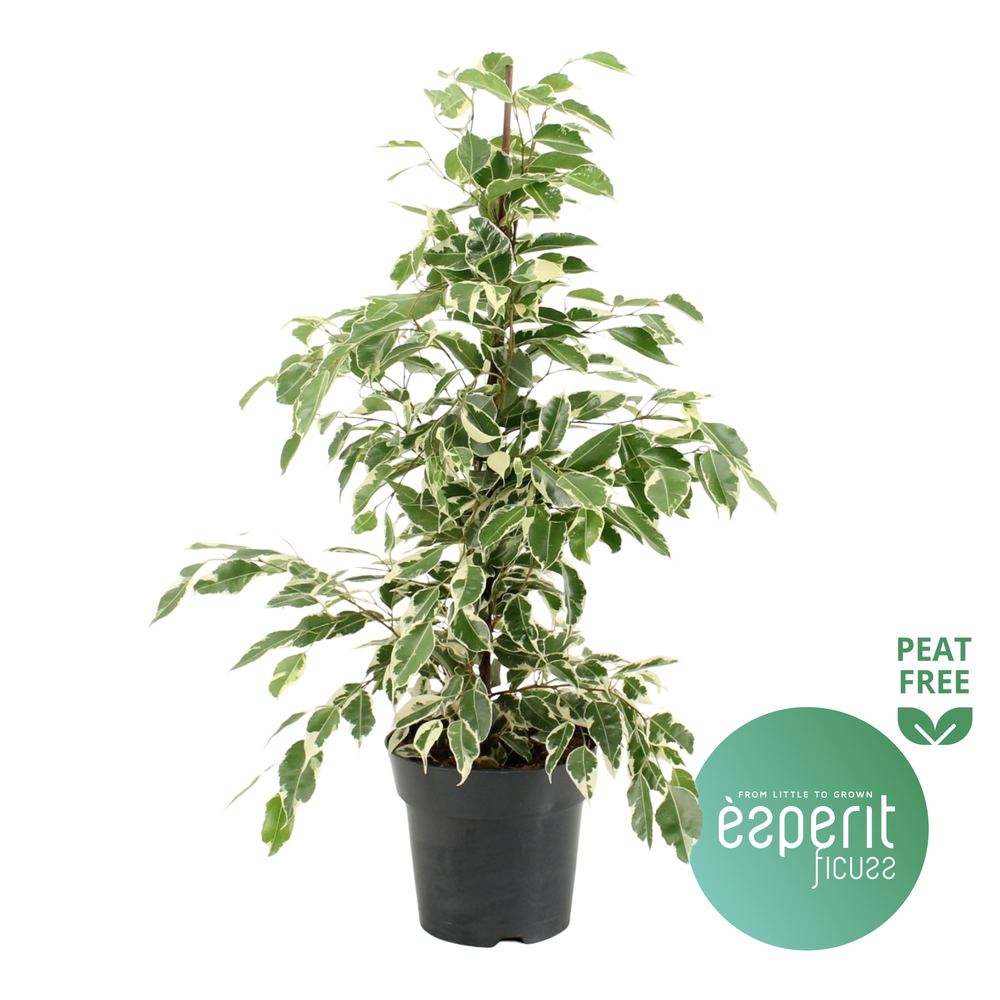 Ficus benjamina Twilight®.