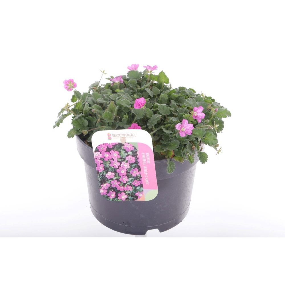 Erodium var. Bishop's Form.