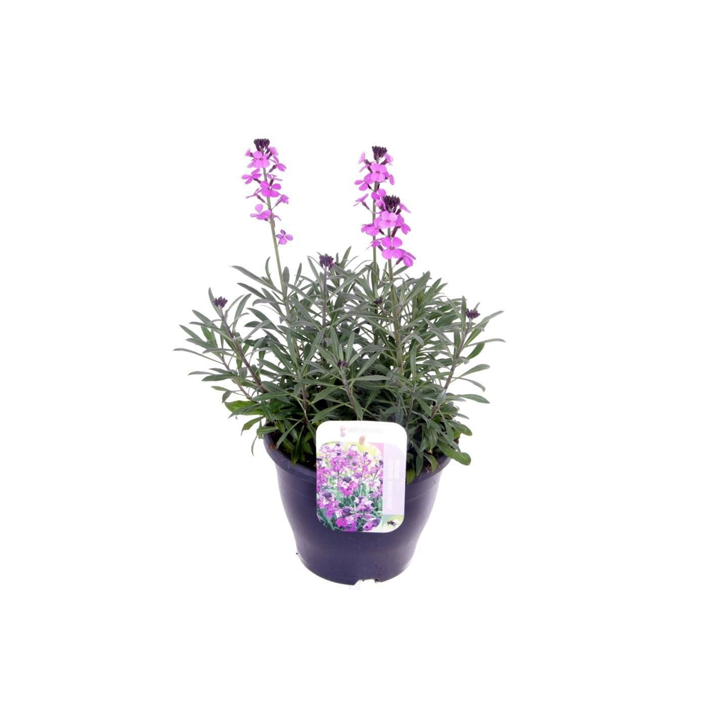 Erysimum lin. Bowles Mauve.