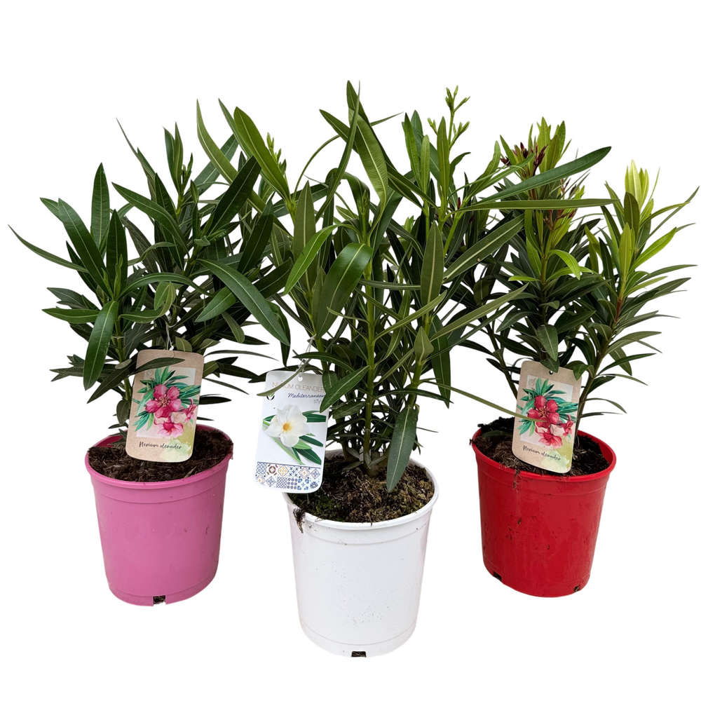 Nerium oleander P18 struik.