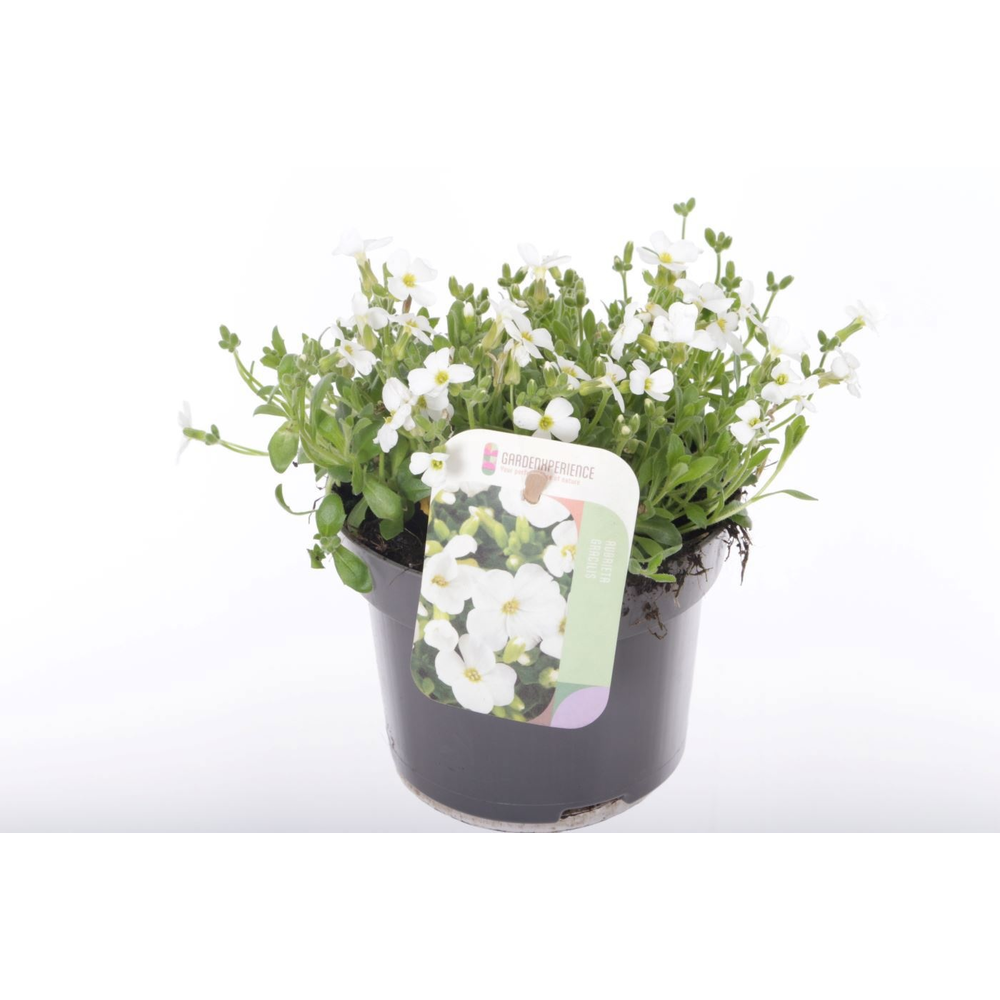 Aubrieta Regado White.