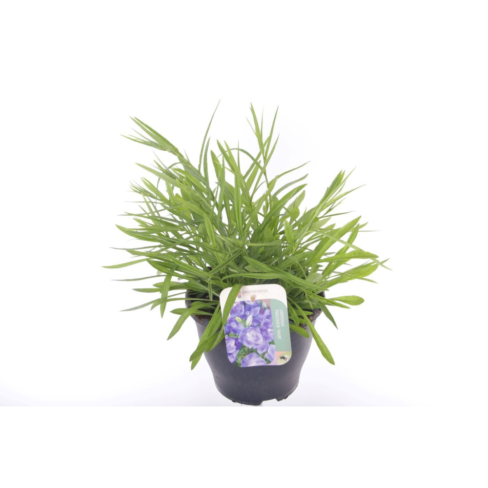 Campanula pers. Takion Blue.