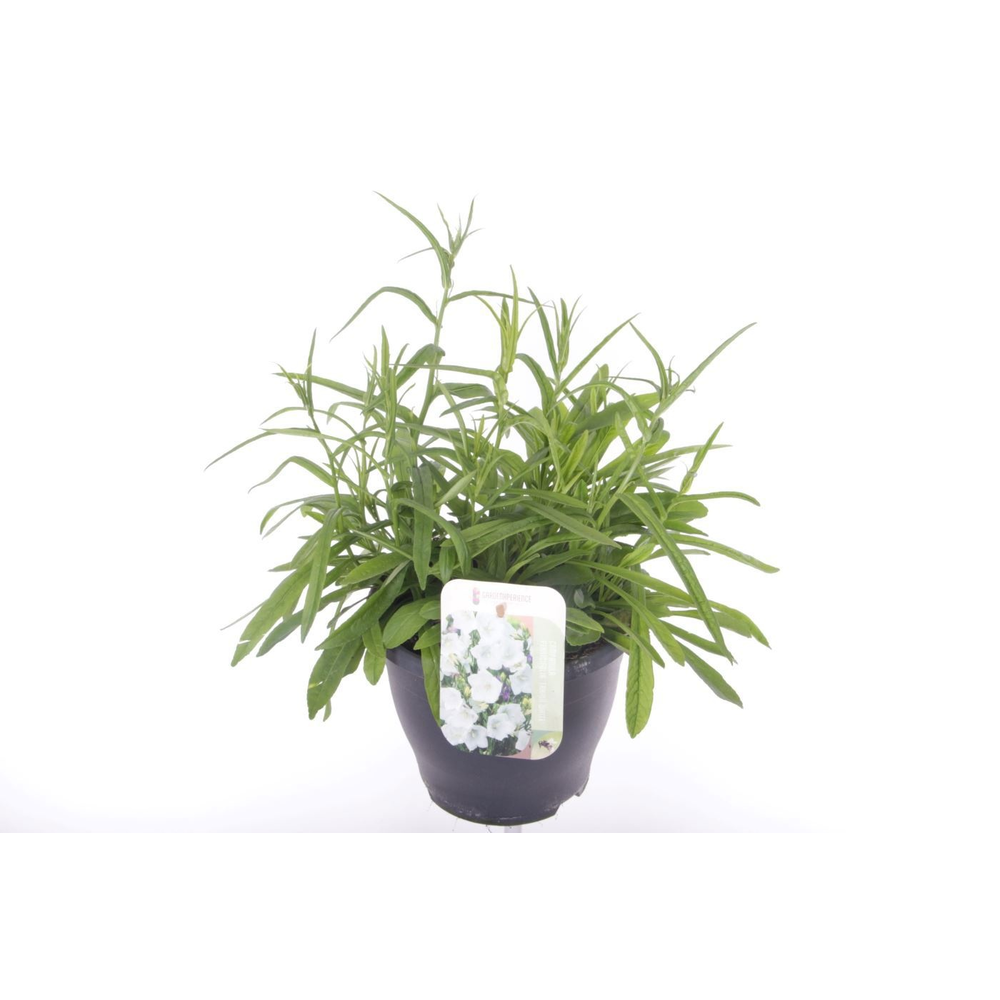 Campanula pers. Takion White.