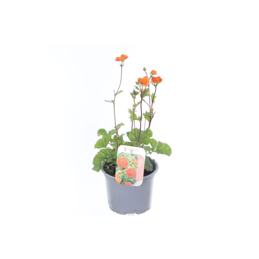 Geum coccineum Borisii.