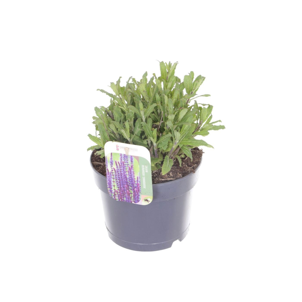 Salvia nemorosa Caradonna.