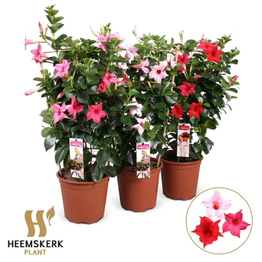 Mandevilla mixkar Rek (Kleur per laag ).