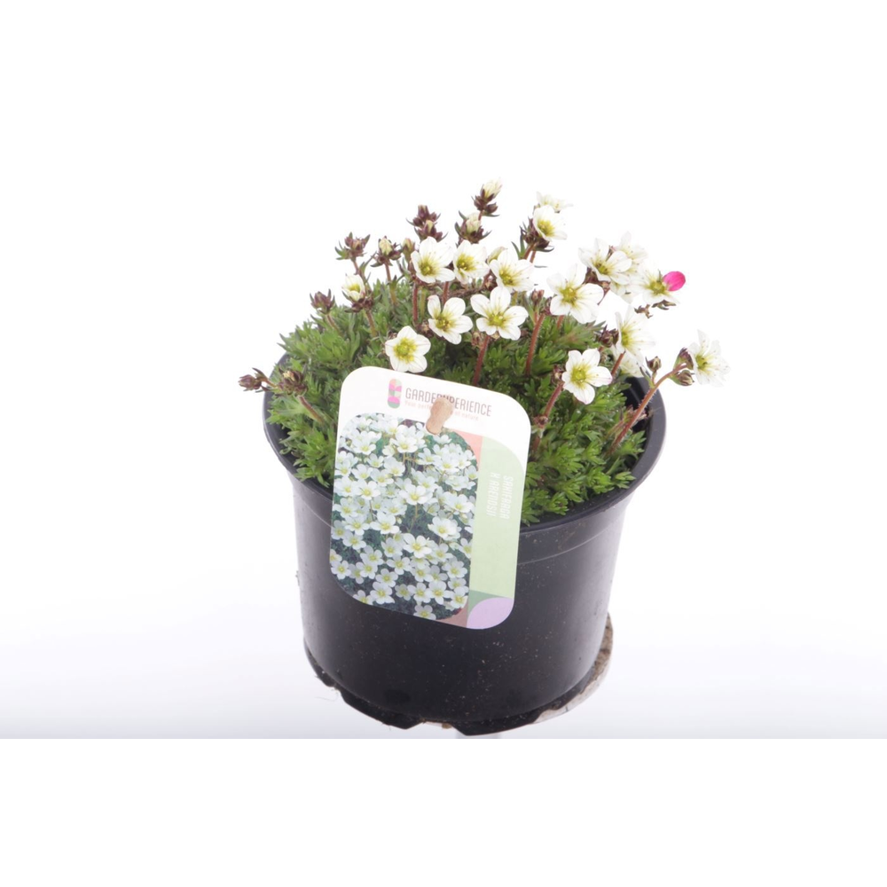 Saxifraga Pixie White.