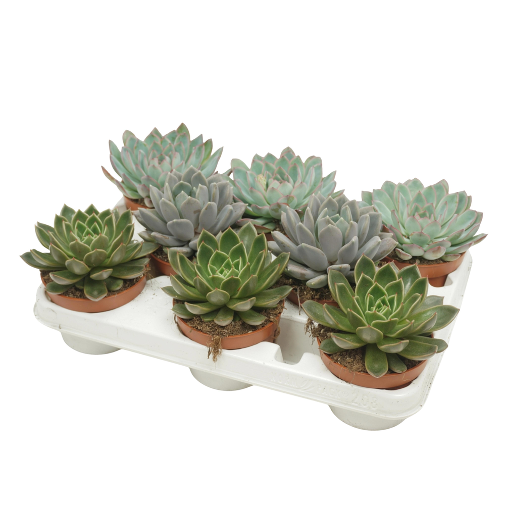 Echeveria mix 10,5 cm in 8 gaats tray.