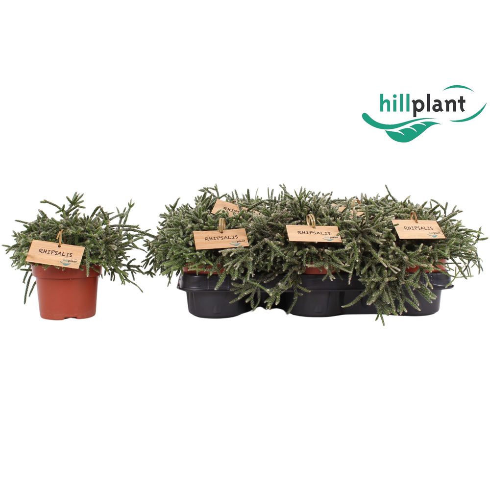 Rhipsalis pilocarpa 10,5 cm.