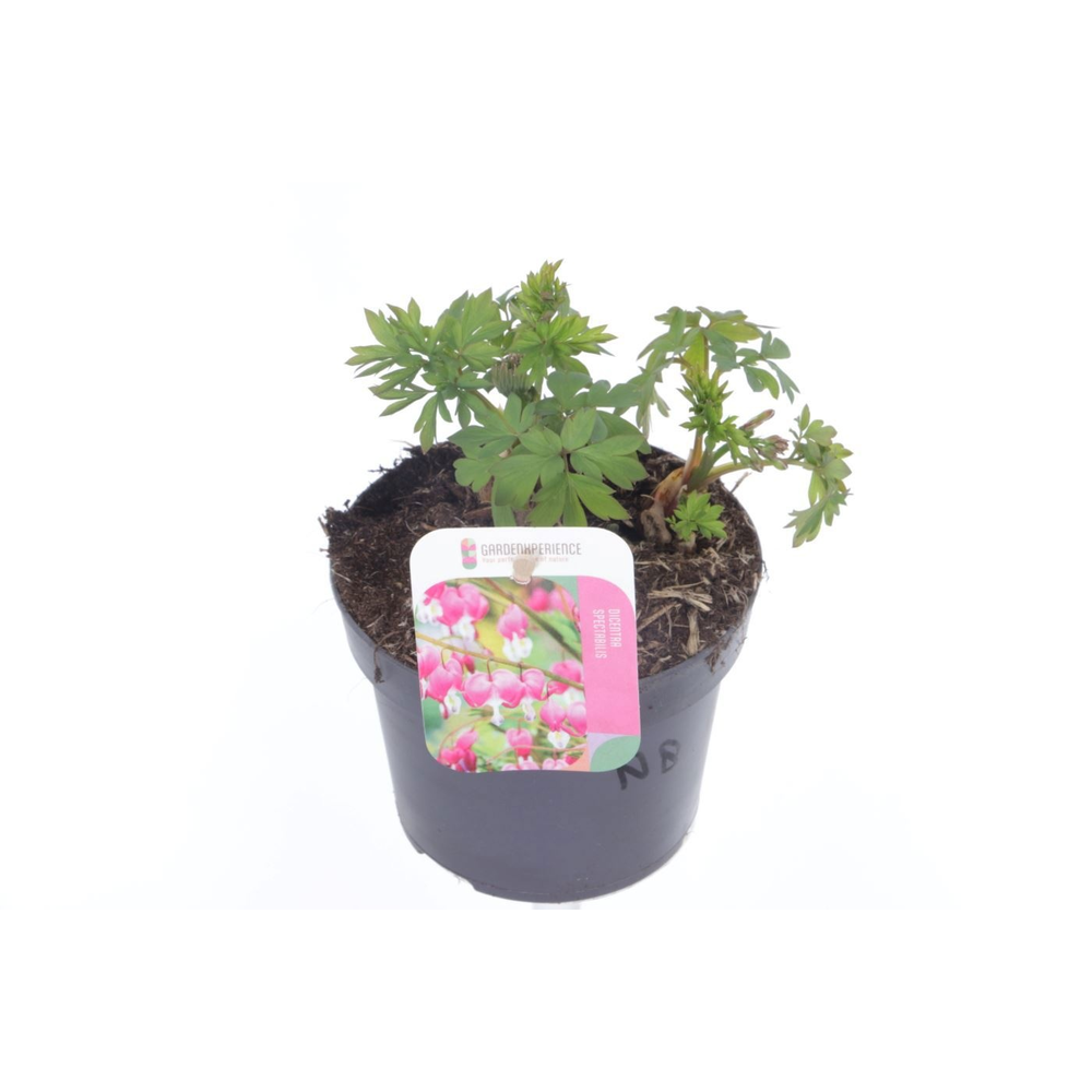 Dicentra spectabilis.