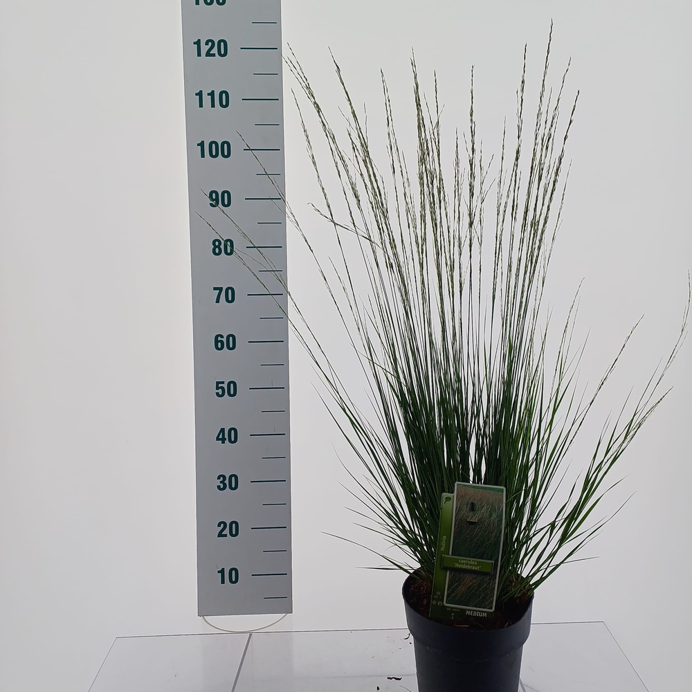 Molinia caerulea 'Heidebraut'.