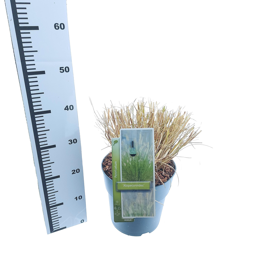 Pennisetum alopecuroides.