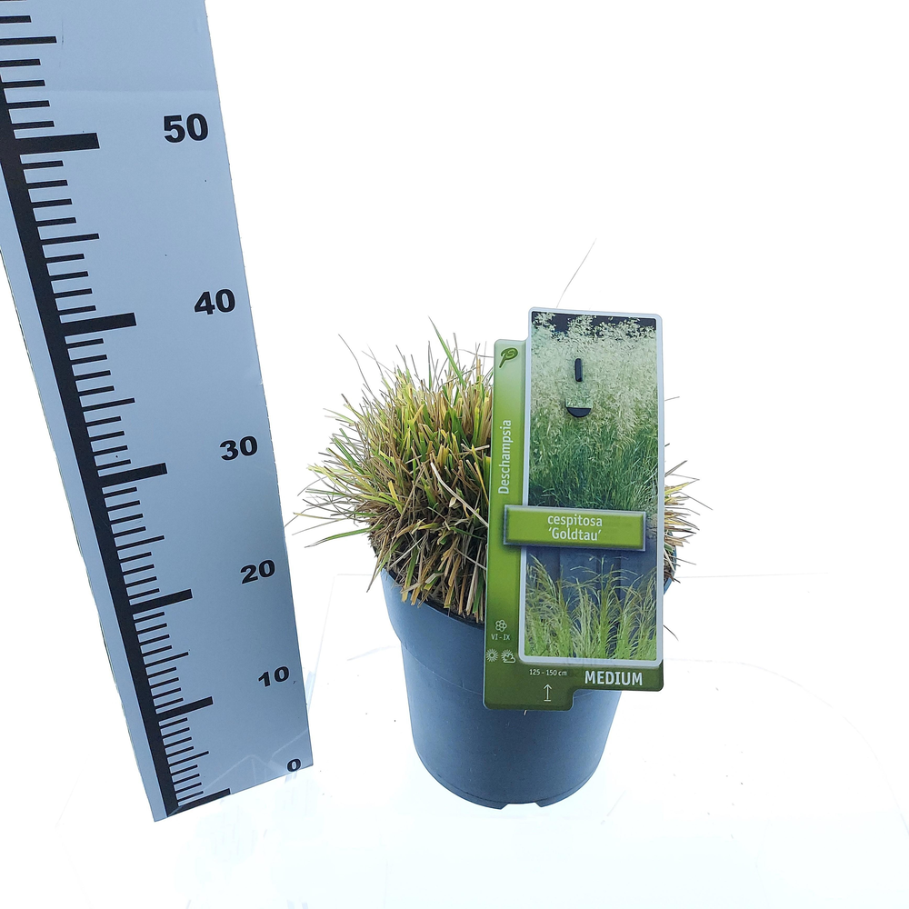 Deschampsia cespitosa 'Goldtau'.