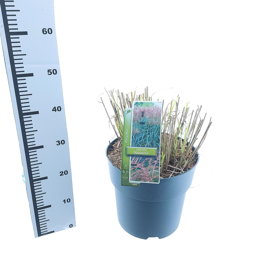 Miscanthus sin. 'Malepartus'.