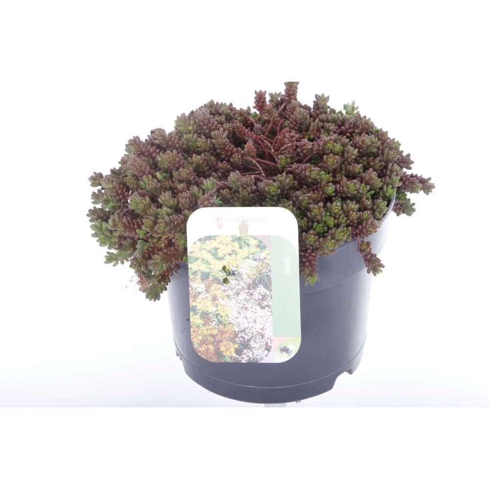Sedum album Coral Carpet.