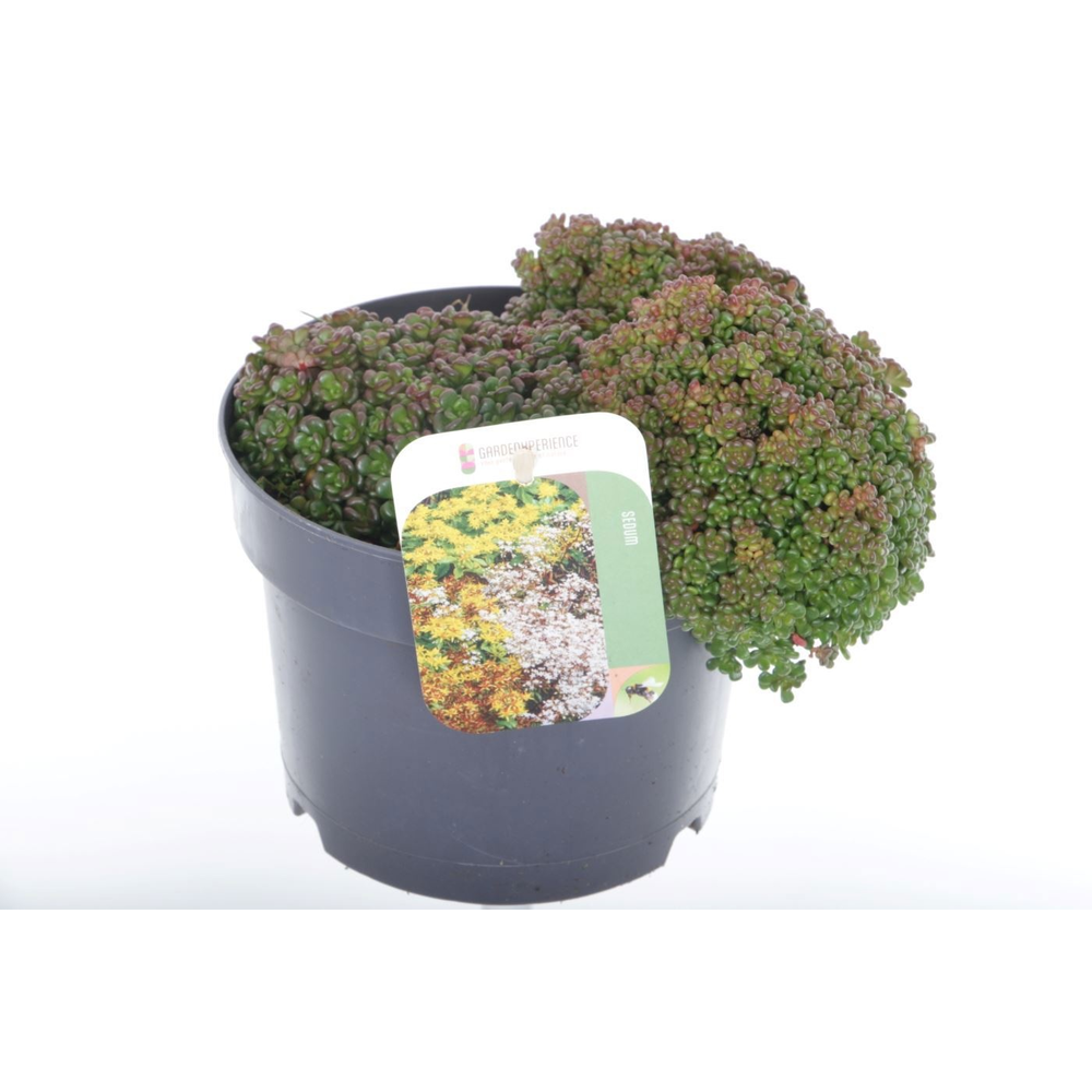 Sedum oreganum.