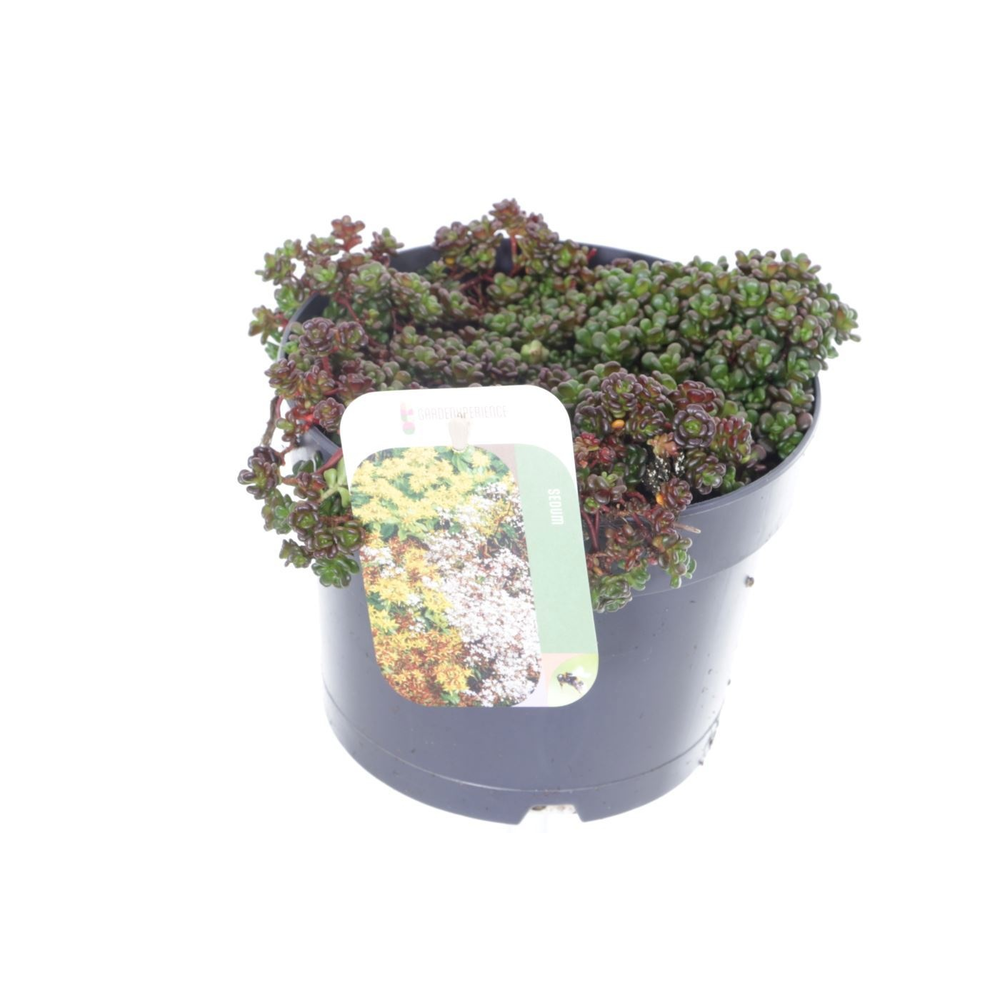 Sedum oreganum.