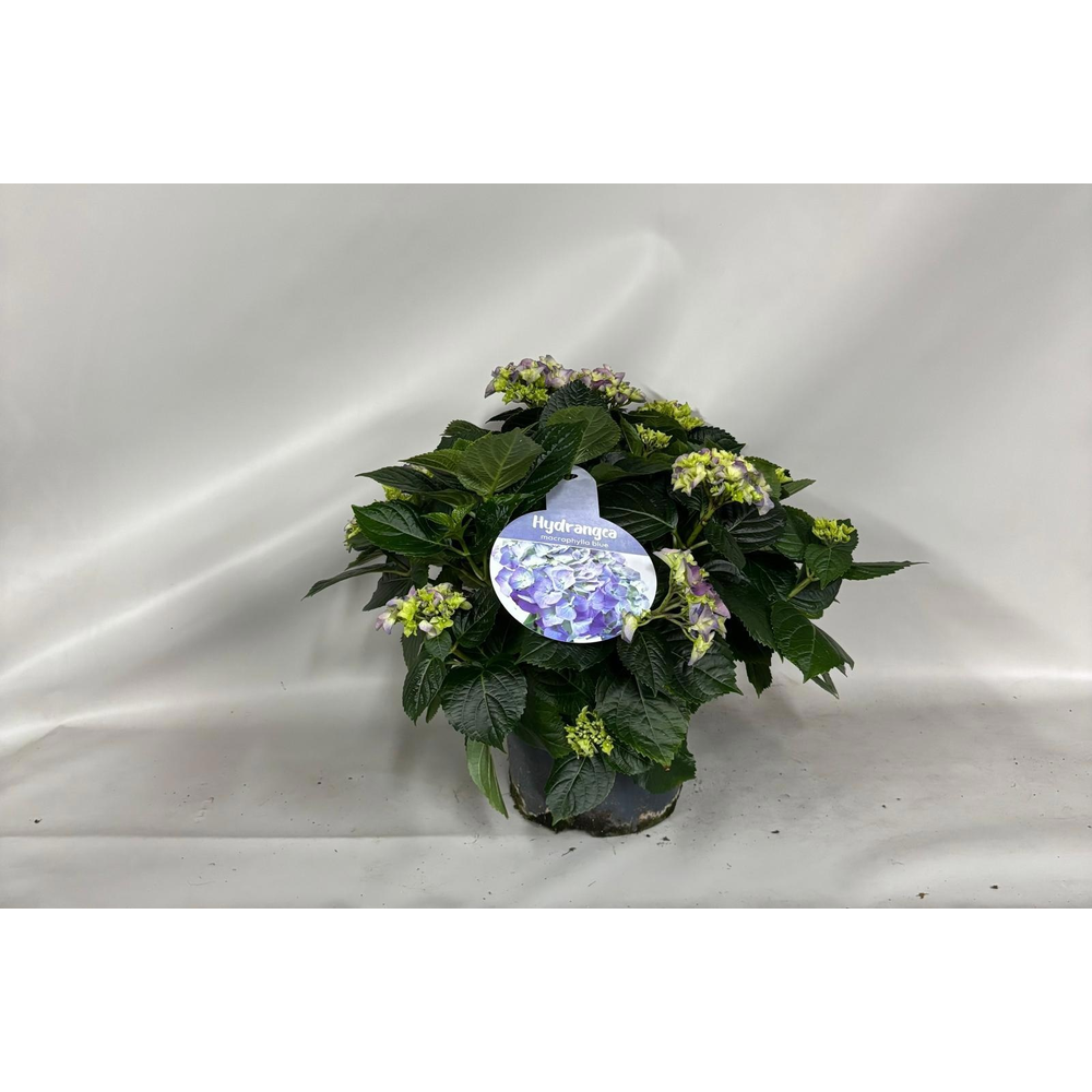 Hydrangea Early Blue.