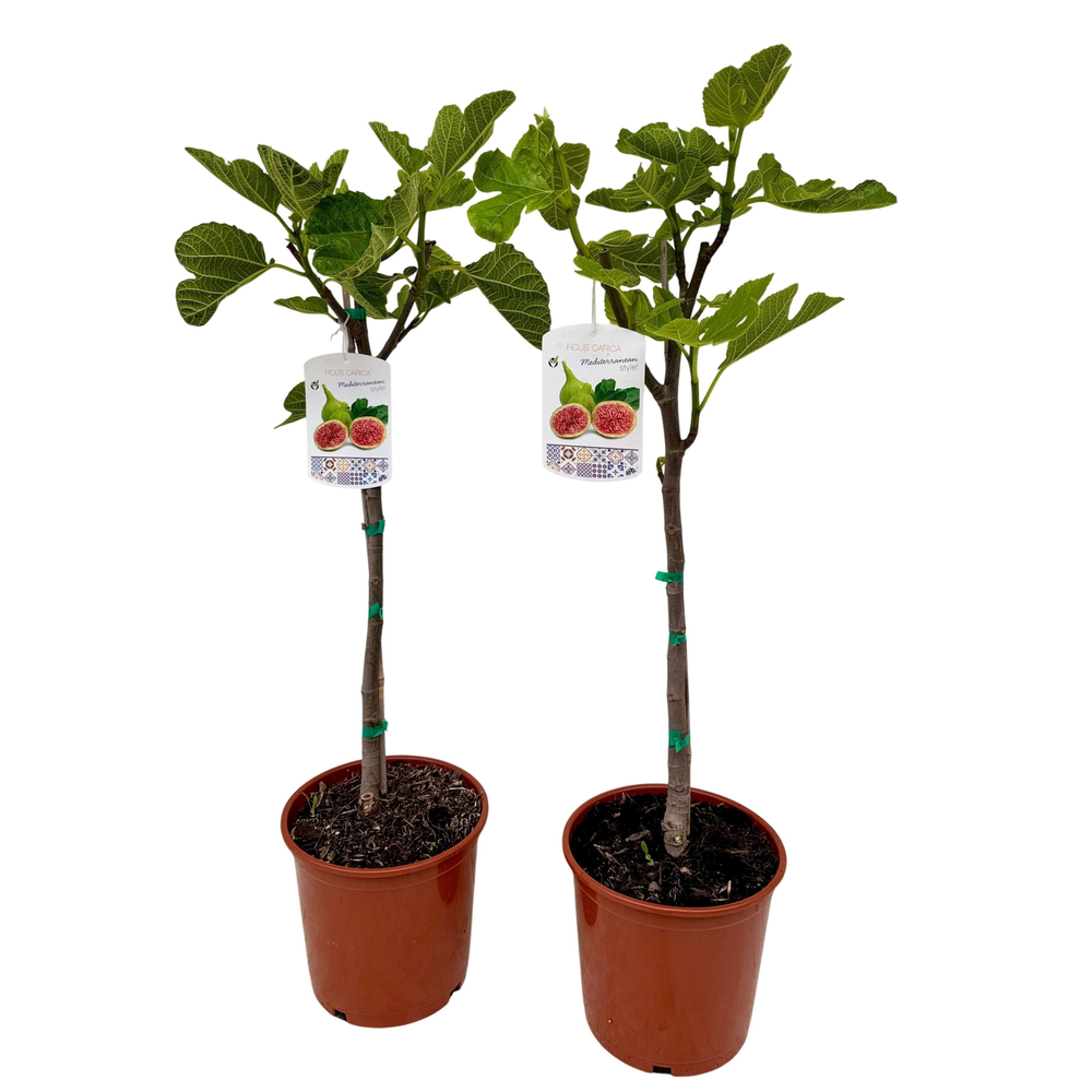 Ficus carica P21.