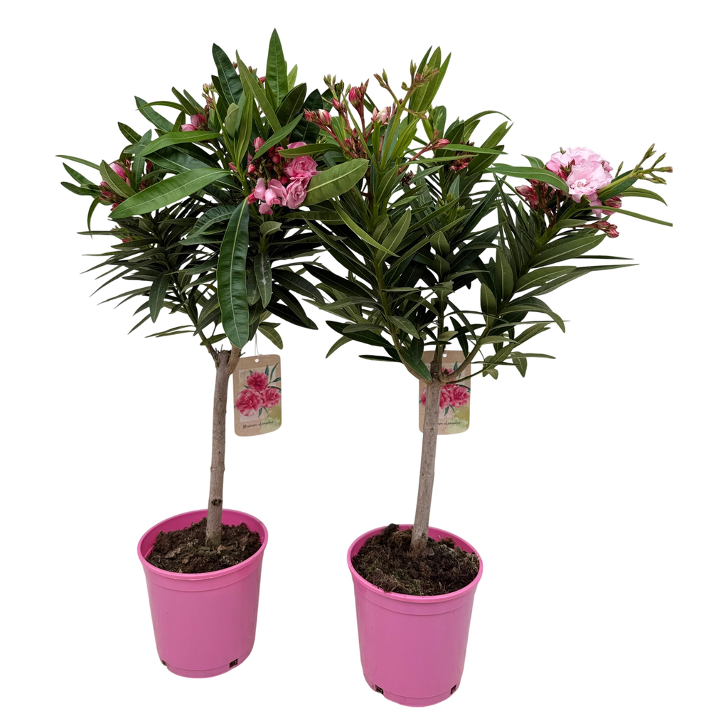 Nerium oleander P18 stam.
