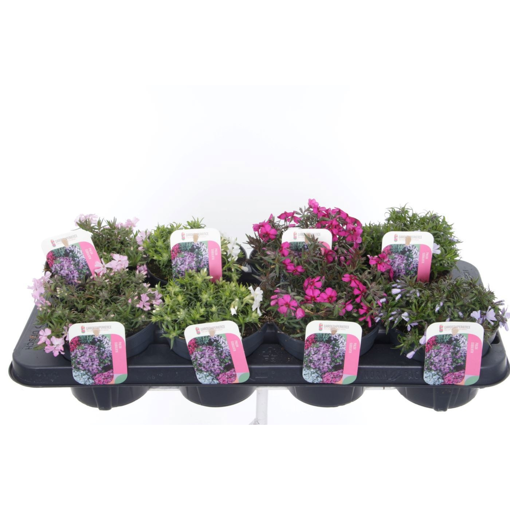 Phlox subulata mixtray.