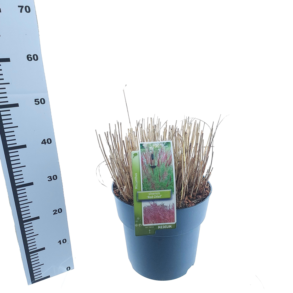 Miscanthus sin. 'Red Chief'.