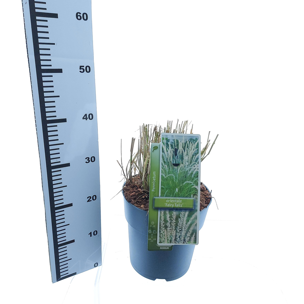 Pennisetum orientale 'Fairy Tails'.