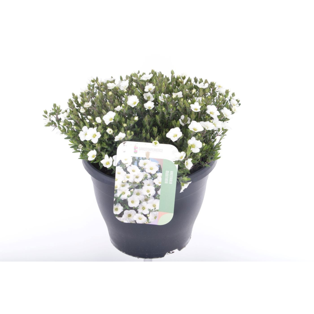Arenaria montana.