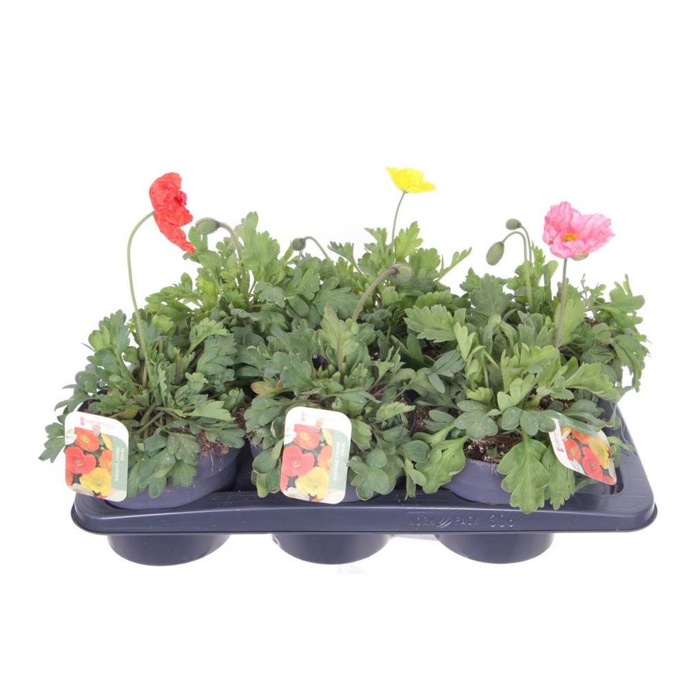 Papaver nudicaule Gartenzwerg.